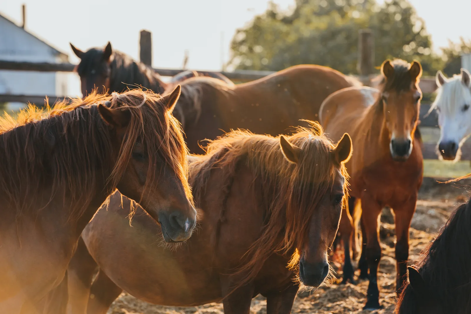 Herd of horses at sunset on a farm