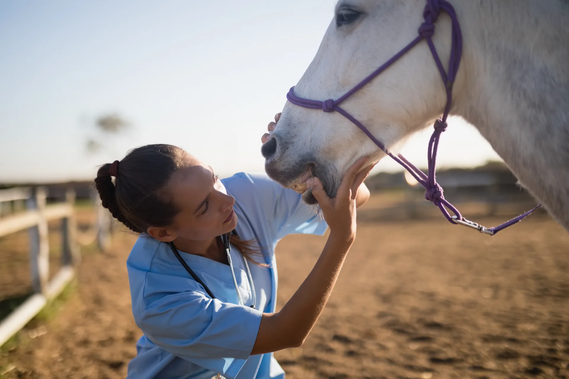 Veterinarian examining horse mouth during field visit