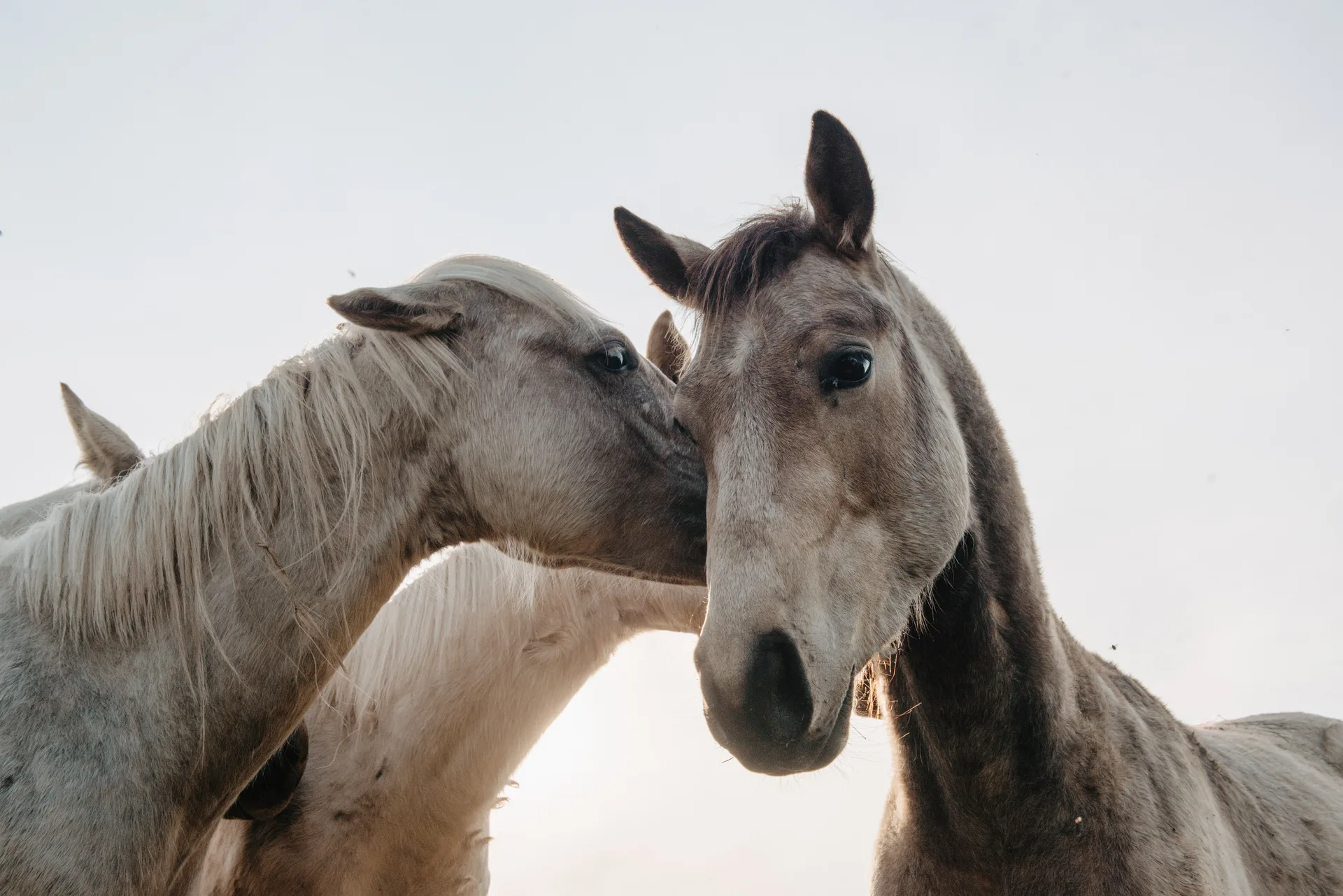 Horses in a meadow representing field-based equine care