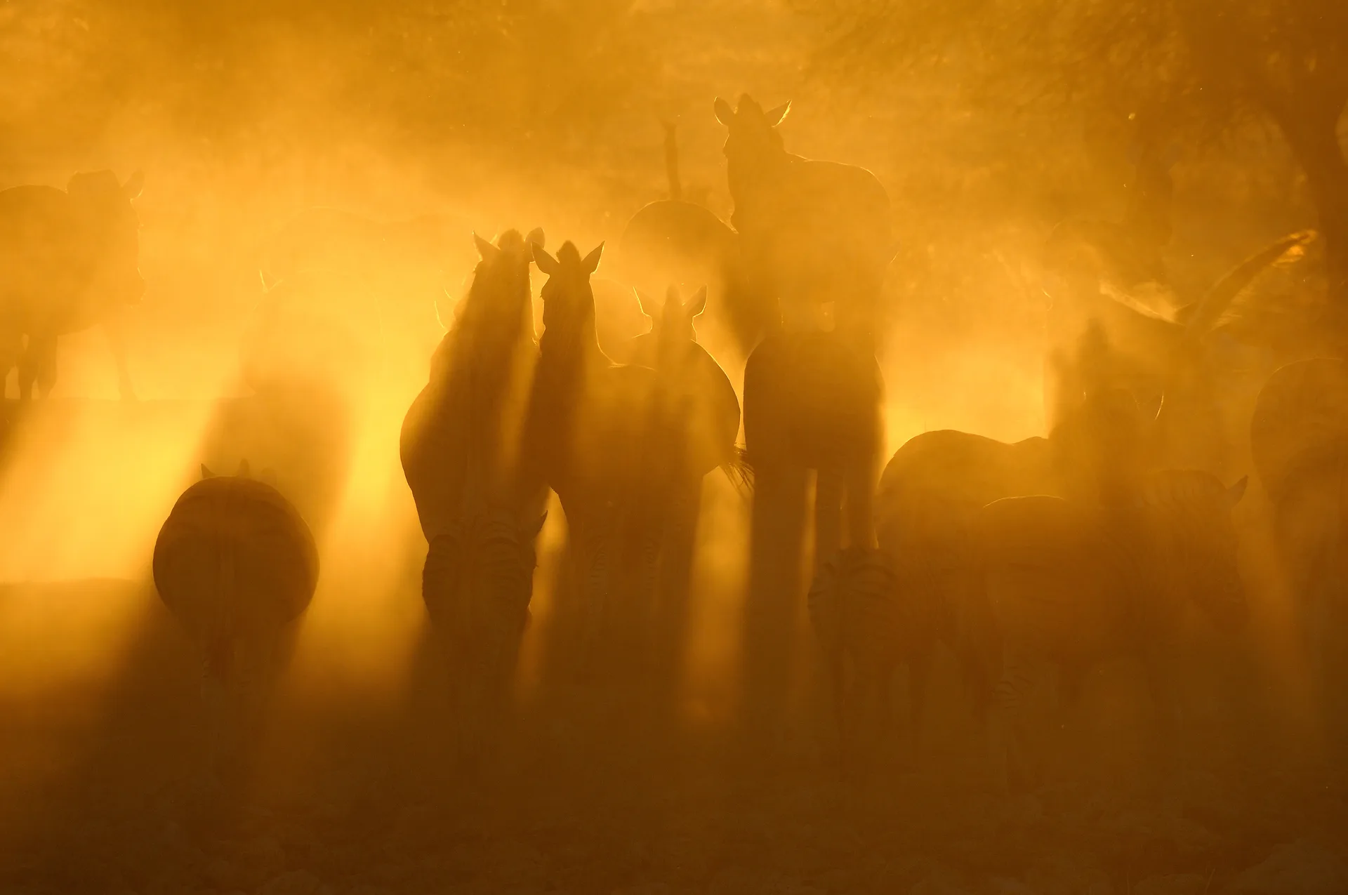 Horses at sunset representing long-term equine care continuity