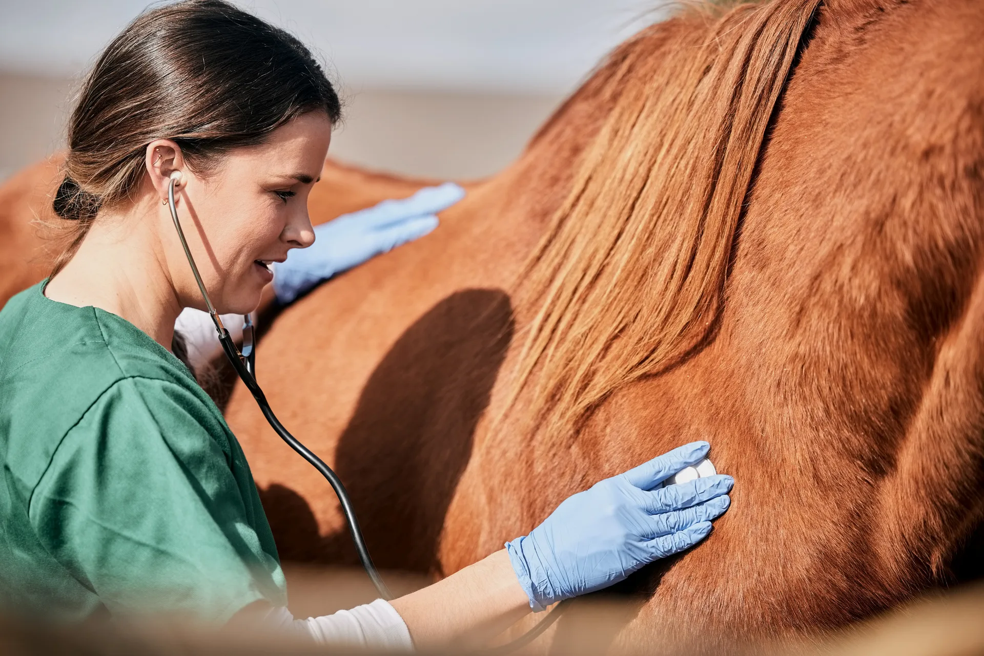 An equine vet listening to a chestnut horse with a stethoscope during a field exam.