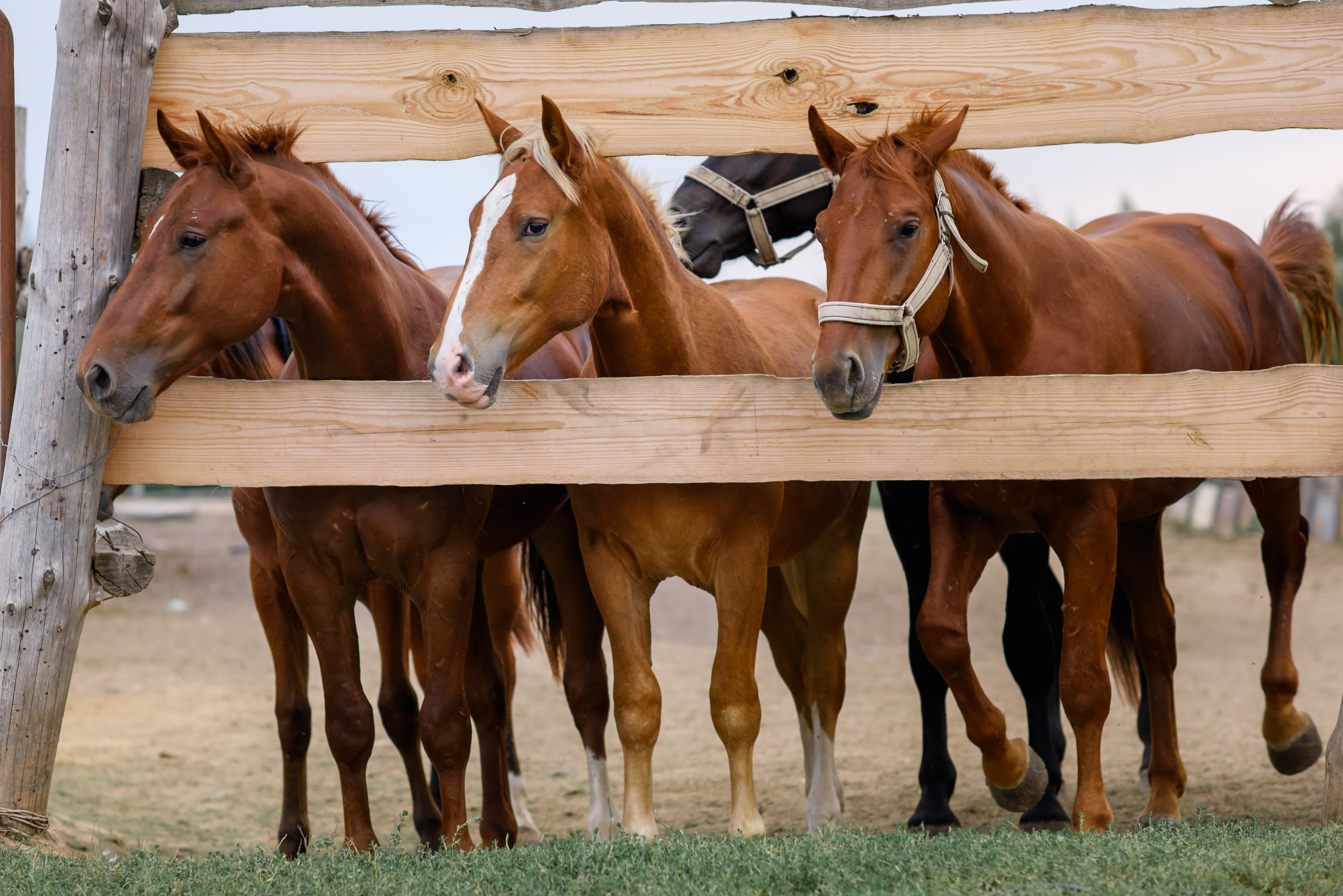 Horse standing in a paddock behind a wooden fence at a rural property.