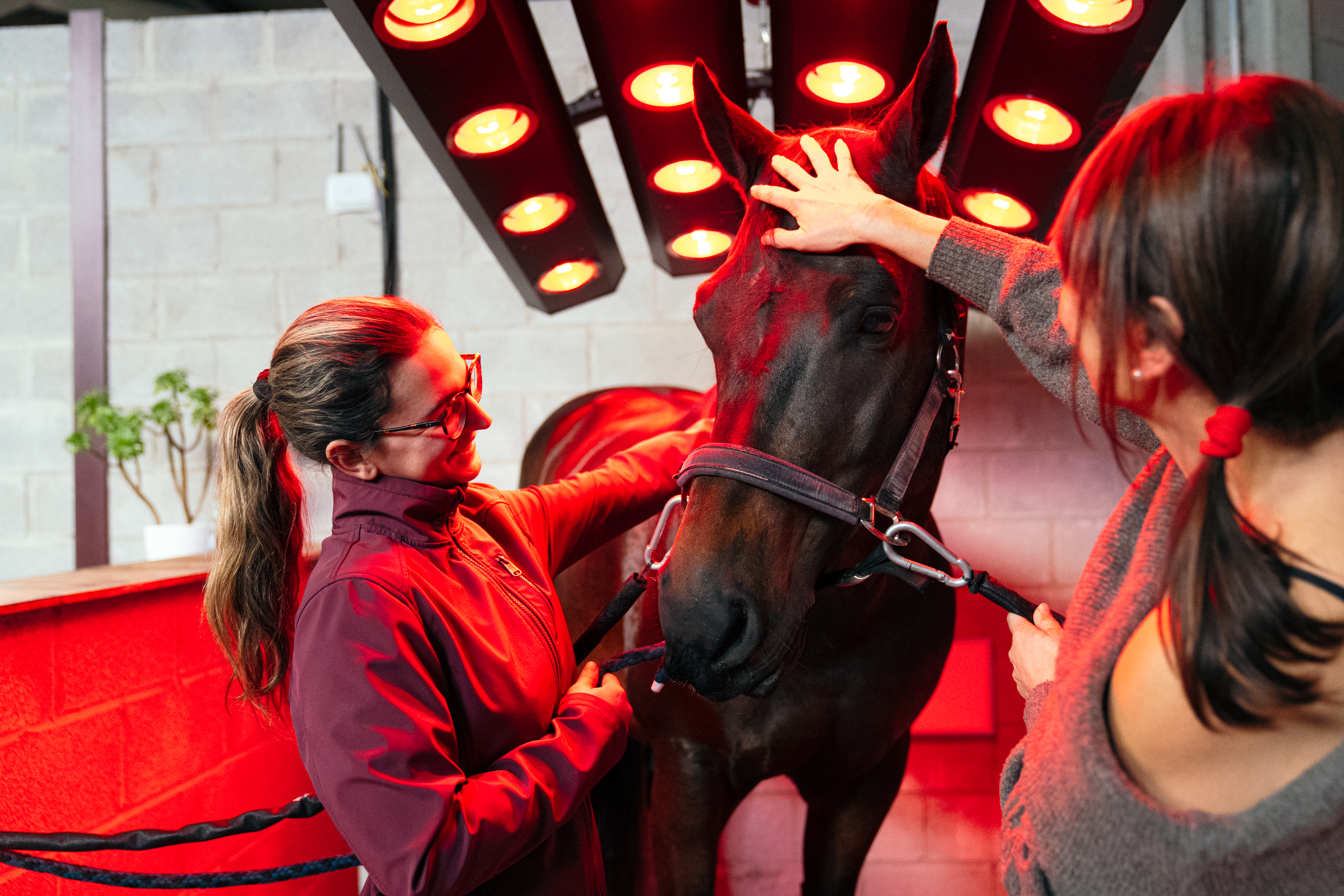 Equine therapy session representing ongoing preventive care