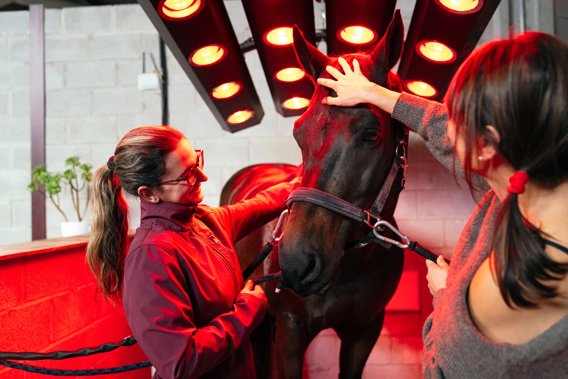 Equine therapy session representing ongoing preventive care