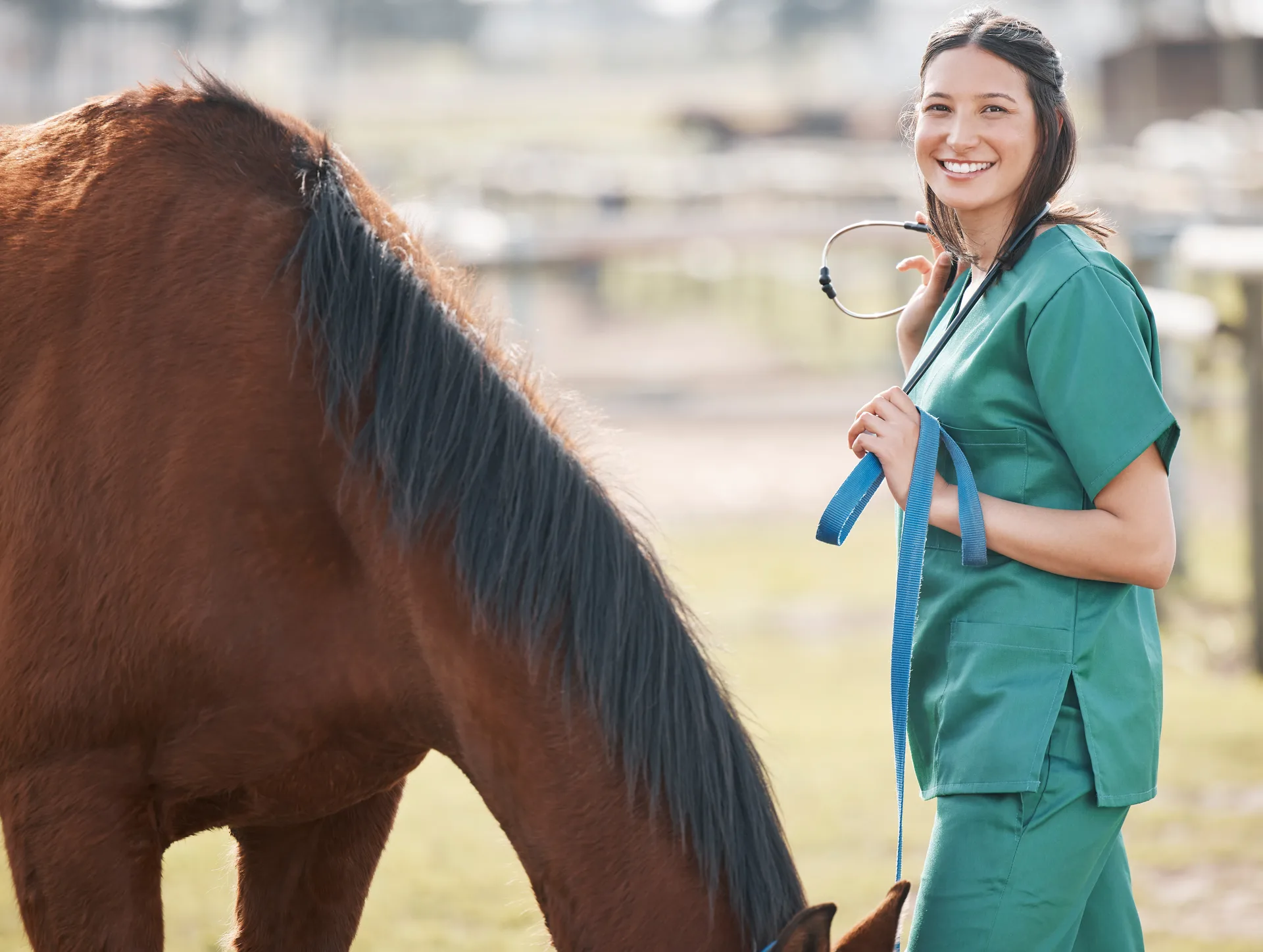 Veterinarian working closely with a horse, representing the daily demands of ambulatory equine practice