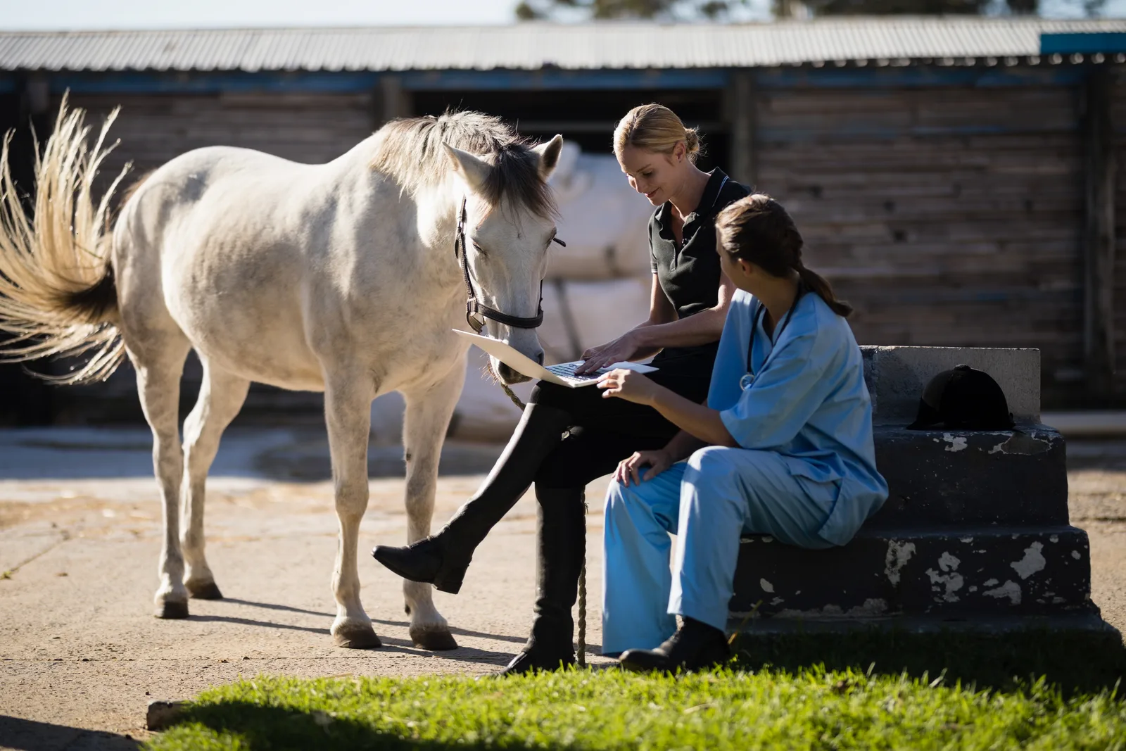 Vet laptop