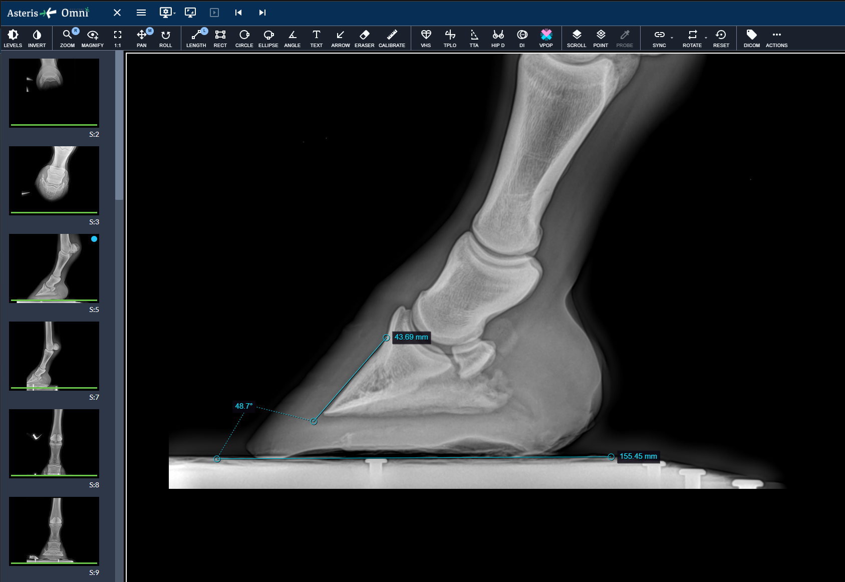 Keystone Omni study viewer showing an equine distal limb radiograph with length and angle measurements