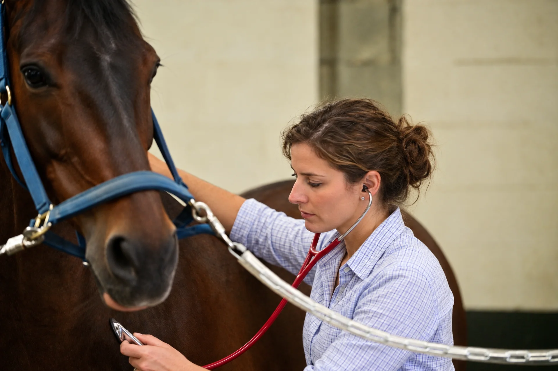 Veterinarian listening to a horse's chest during a clinical examination