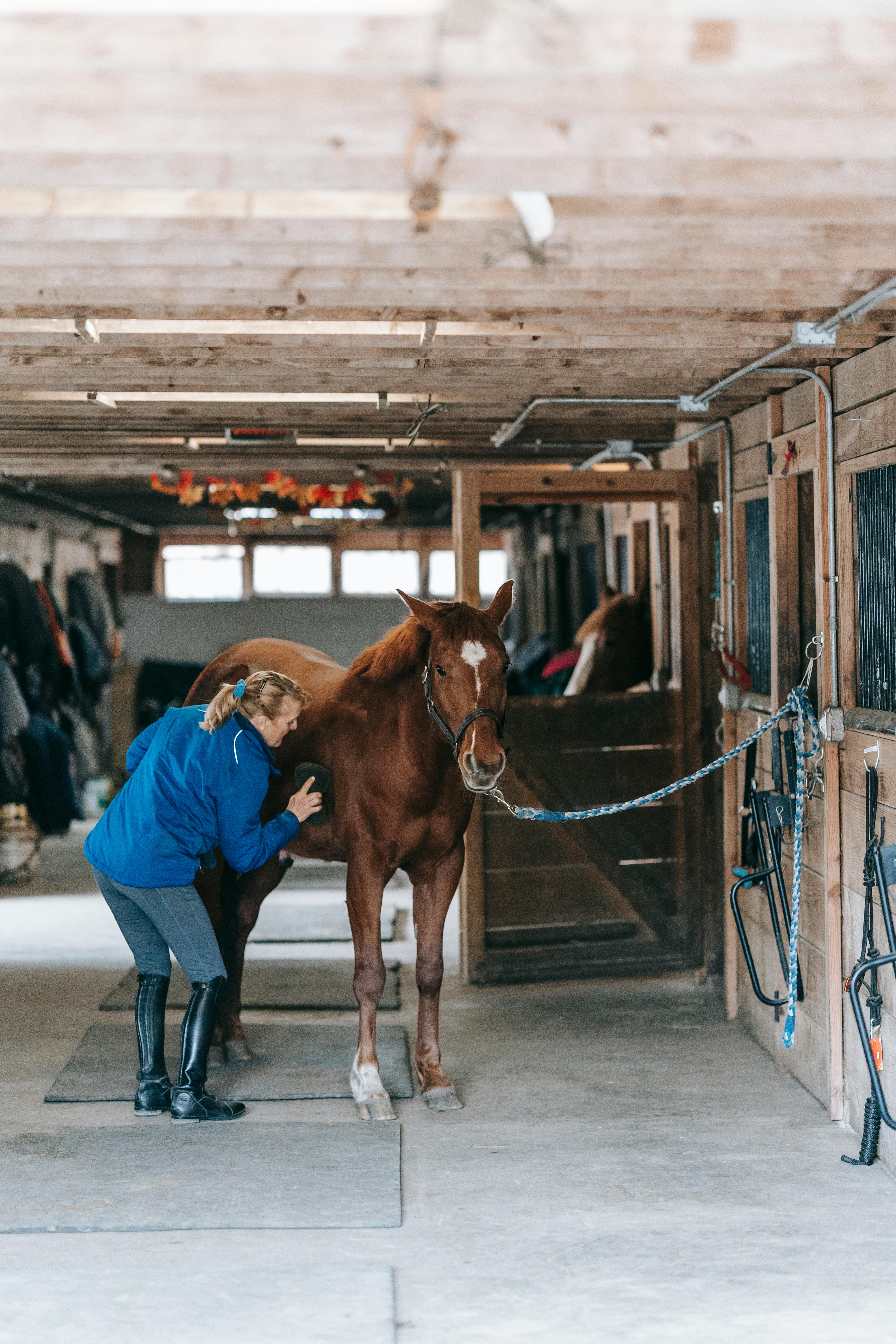 Equine professional working with a horse in a barn setting during a farm visit