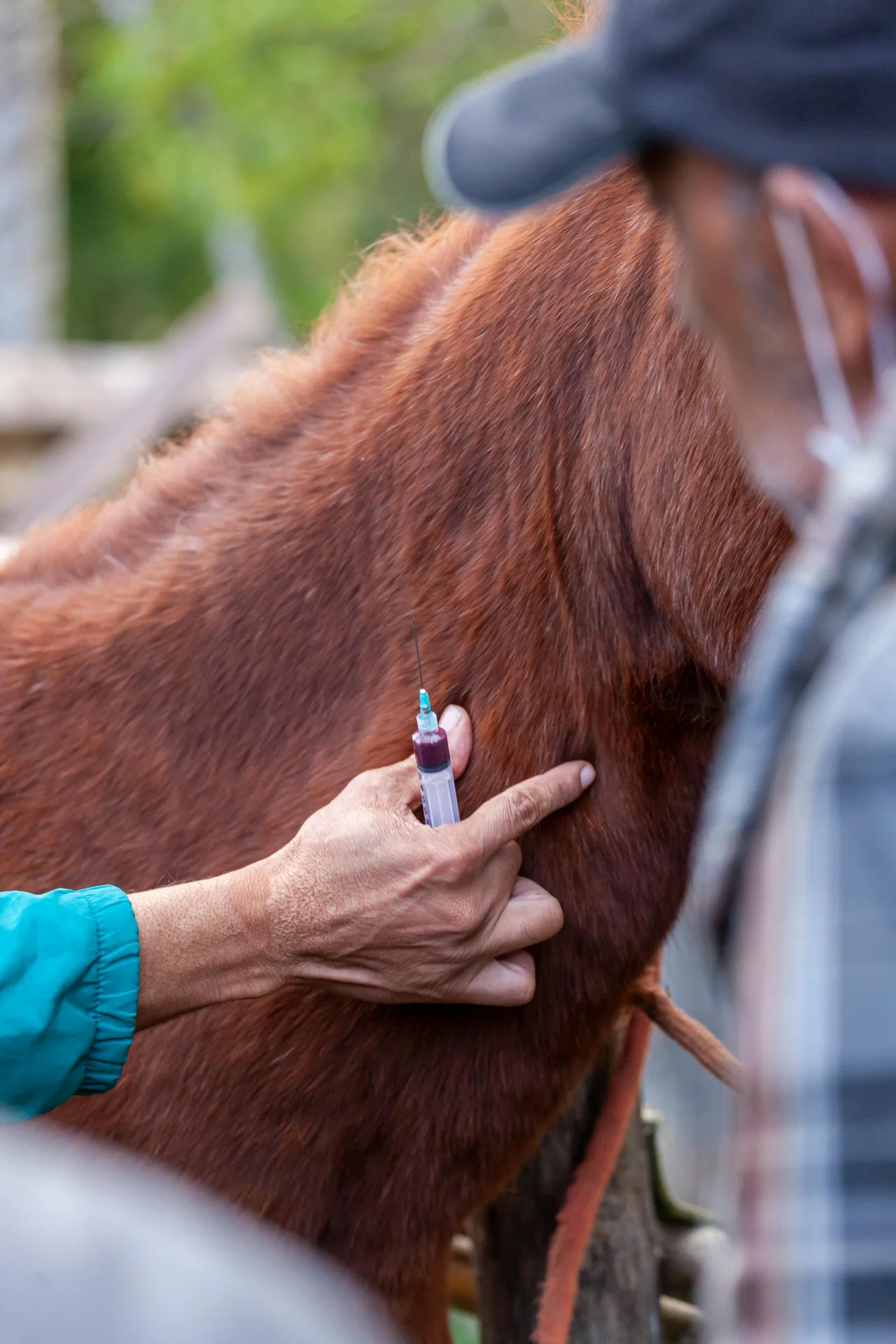 Veterinarian administering treatment to a horse during a farm call