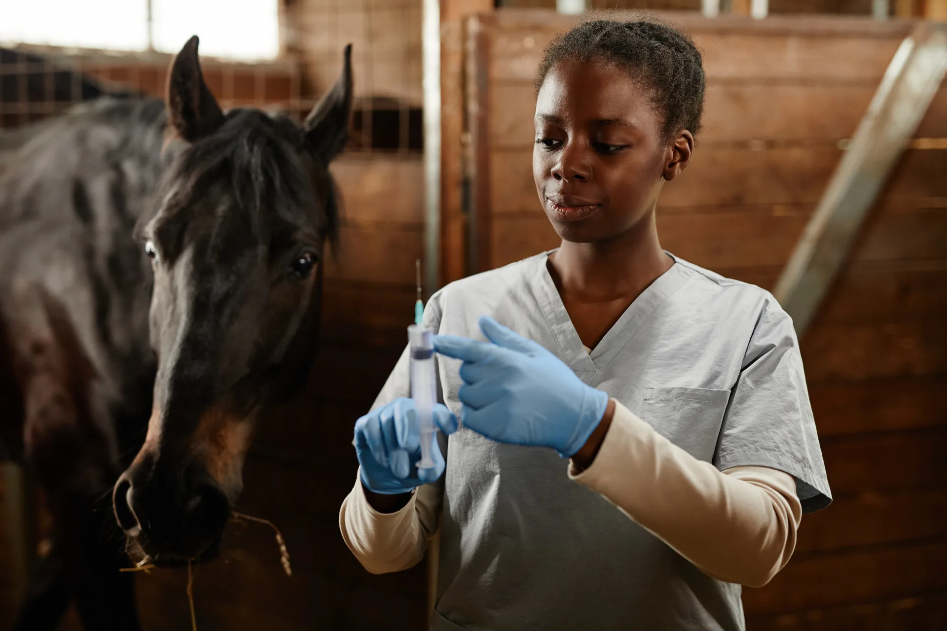 Equine veterinarian preparing an injection in a stable