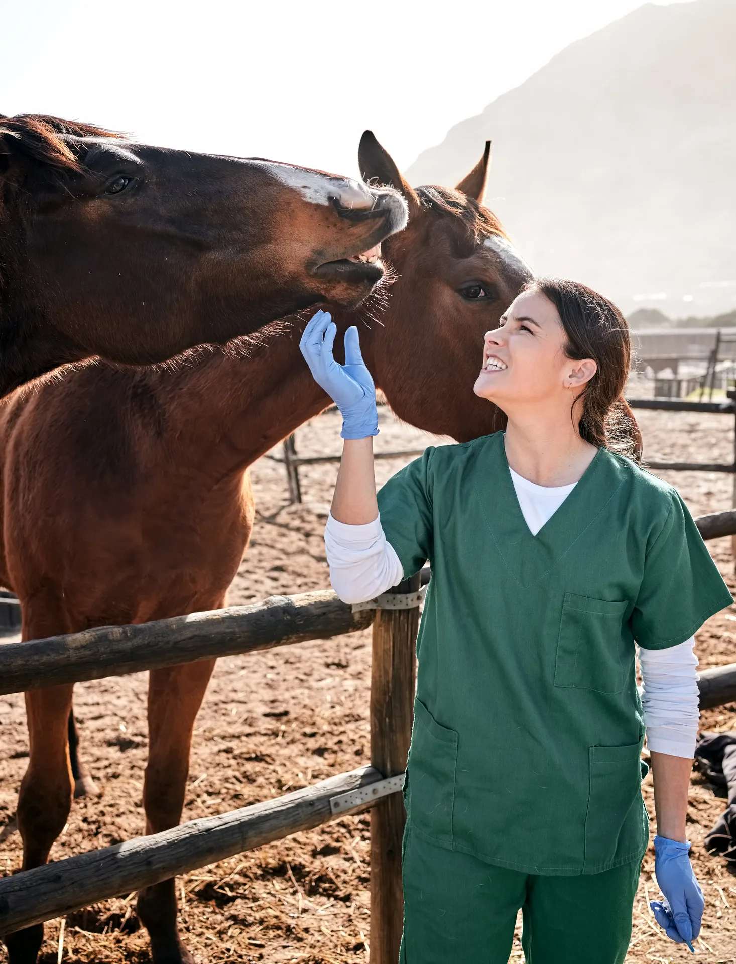 A field veterinarian examining a horse at a ranch